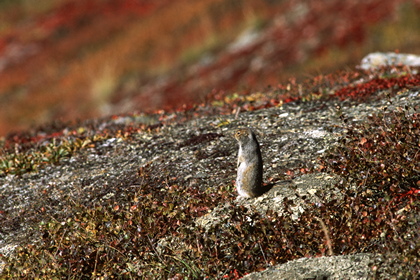 Erdhörnchen - Foto, Druck, Poster, Leinwand