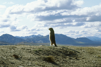 Erdhörnchen - Foto, Druck, Poster, Leinwand