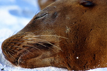 Seelöwe - Foto, Druck, Poster, Leinwand