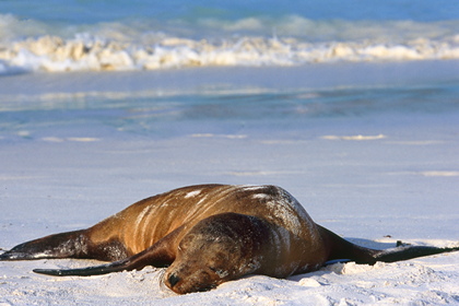 Seelöwe - Foto, Druck, Poster, Leinwand
