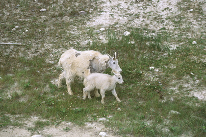 Schneeziegen - Foto, Druck, Poster, Leinwand