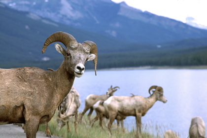 Dickhornschafe - Foto, Druck, Poster, Leinwand