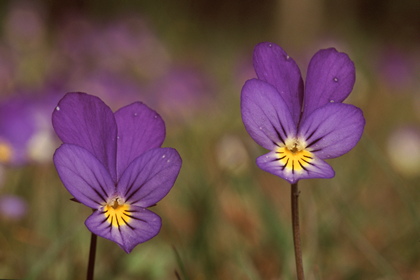 Stiefmütterchen, Viola - Foto, Druck, Poster, Leinwand