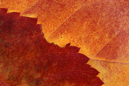 Herbstlaub - Foto, Druck, Poster, Leinwand