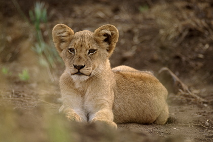 Löwenjunges - Foto, Druck, Poster, Leinwand