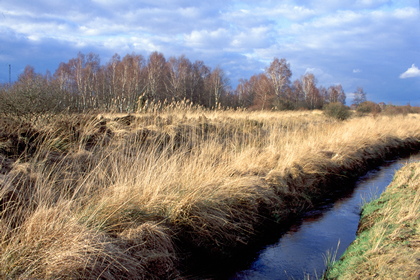 Moorlandschaft - Foto, Druck, Poster, Leinwand
