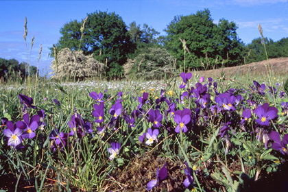 Blumenwiese - Foto, Druck, Poster, Leinwand