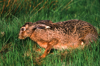 Hase - Foto, Druck, Poster, Leinwand