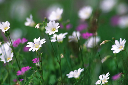 Blumenwiese - Foto, Druck, Poster, Leinwand