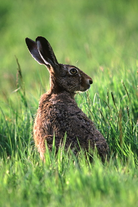 Hase - Foto, Druck, Poster, Leinwand