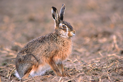 Hase - Foto, Druck, Poster, Leinwand
