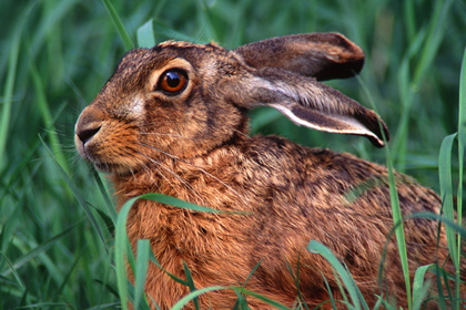 Hase - Foto, Druck, Poster, Leinwand
