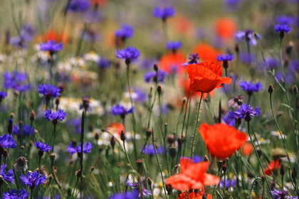 Blumenwiese - Foto, Druck, Poster, Leinwand