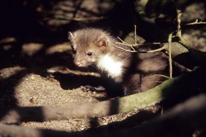 Steinmarder - Foto, Druck, Poster, Leinwand