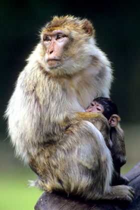 Berberaffe mit Jungem - Foto, Druck, Poster, Leinwand