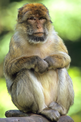 Berberaffe - Foto, Druck, Poster, Leinwand