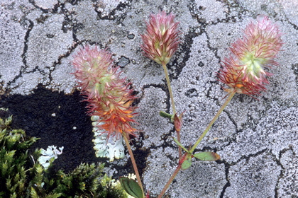 Blüten vor Gestein - Foto, Druck, Poster, Leinwand