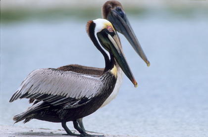 Brauner Pelikan - Foto, Druck, Poster, Leinwand