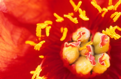 Pfingstroe, Paeonia - Foto, Druck, Poster, Leinwand