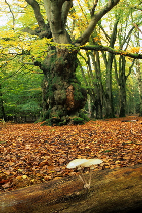 Pilz vor alter Buche - Foto, Druck, Poster, Leinwand