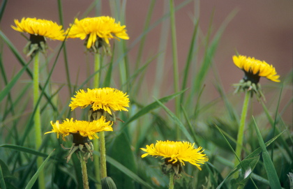 Löwenzahn, Taraxacum officinalis - Foto, Druck, Poster, Leinwand