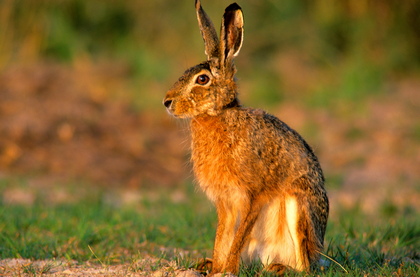 Feldhase - Foto, Druck, Poster, Leinwand
