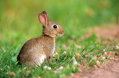 Junges Wildkaninchen - Foto, Druck, Poster, Leinwand