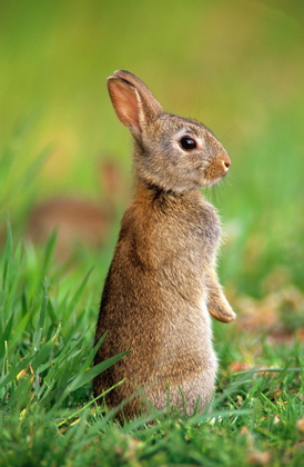Junges Wildkaninchen - Foto, Druck, Poster, Leinwand