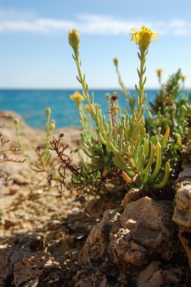 Felsvegetation - Foto, Druck, Poster, Leinwand