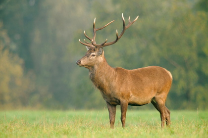 Rothirsch - Foto, Druck, Poster, Leinwand