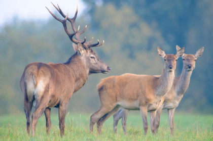 Rotwild - Foto, Druck, Poster, Leinwand