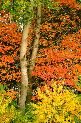 Herbstfarben - Foto, Druck, Poster, Leinwand