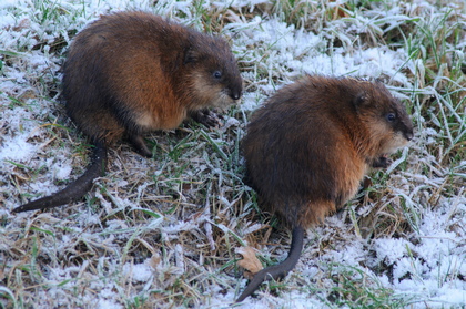 Bisamratten - Foto, Druck, Poster, Leinwand