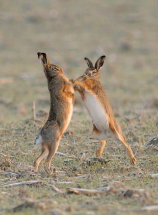 Kämpfende Hasen - Foto, Druck, Poster, Leinwand