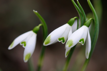 Schneeglöckchen, Galanthus nivalis - Foto, Druck, Poster, Leinwand