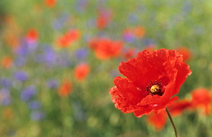 Klatschmohn, Papaver rhoeas - Foto, Druck, Poster, Leinwand