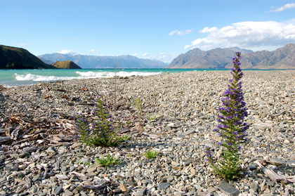 Kiesstrand - Foto, Druck, Poster, Leinwand