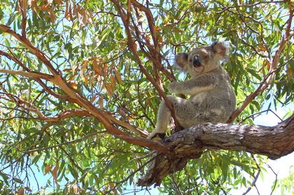Koala - Foto, Druck, Poster, Leinwand