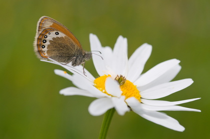 Alpenwiesenvögelchen auf Margherite - Foto, Druck, Poster, Leinwand