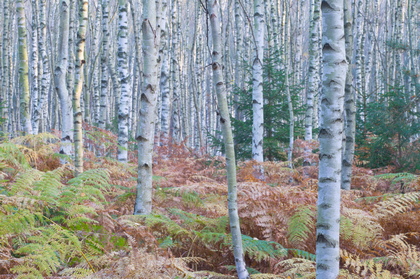 Birkenwald - Foto, Druck, Poster, Leinwand