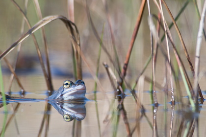 Moorfrosch - Foto, Druck, Poster, Leinwand