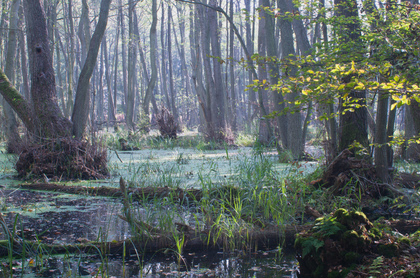 Erlenbruchwald - Foto, Druck, Poster, Leinwand