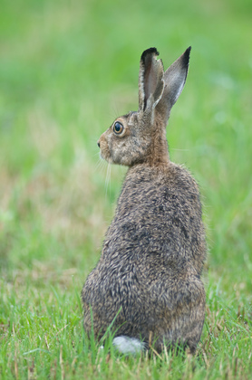 Feldhase - Foto, Druck, Poster, Leinwand