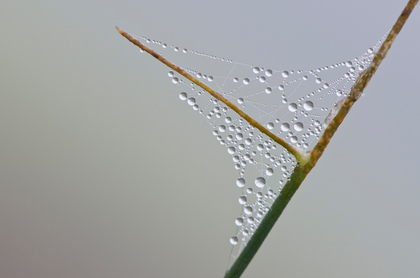 Spinnennetz und Tautropfen - Foto, Druck, Poster, Leinwand