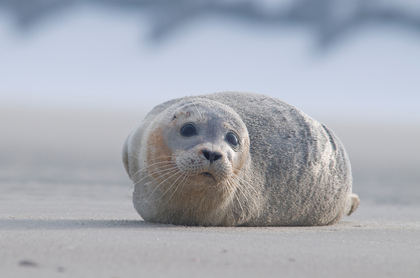 Seehund - Foto, Druck, Poster, Leinwand