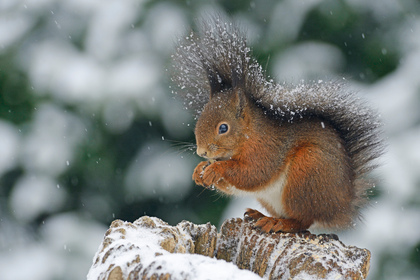 Eichhörnchen - Foto, Druck, Poster, Leinwand