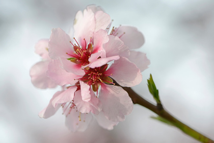 Mandelblüte - Foto, Druck, Poster, Leinwand