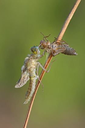 Frisch geschlüfte Libelle - Foto, Druck, Poster, Leinwand