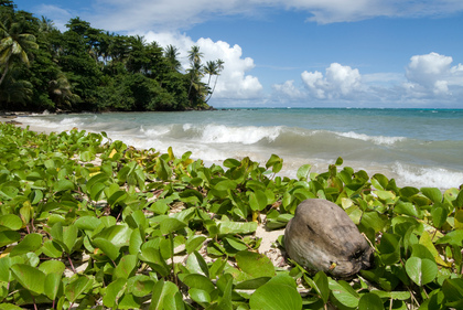 Tropischer Strand - Foto, Druck, Poster, Leinwand
