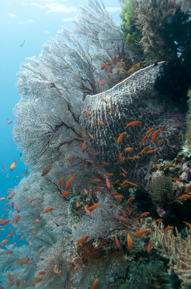 Korallenriff - Foto, Druck, Poster, Leinwand